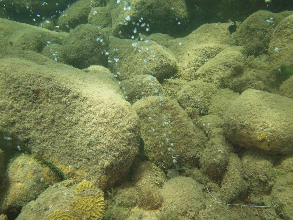 Vibrant Marine Life