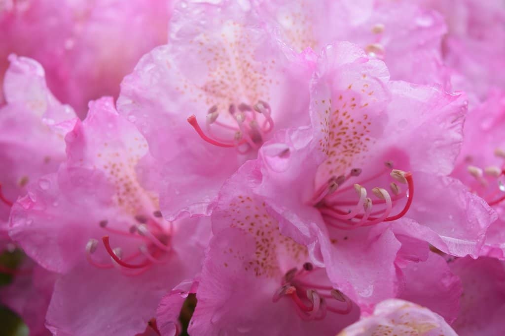 Nellie's Cove Viewpoint