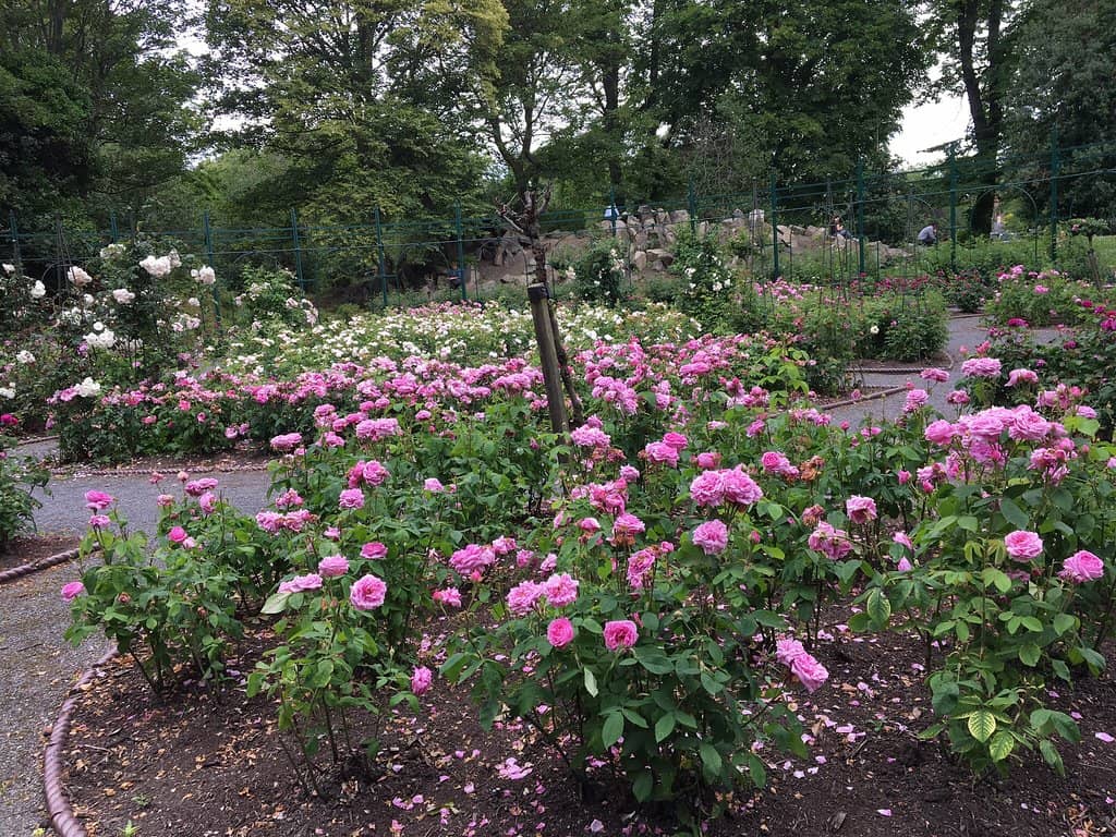The Maze