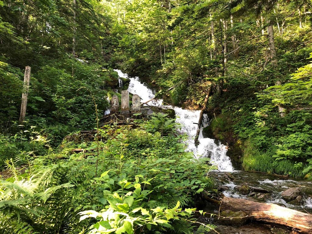 The Forest Trail
