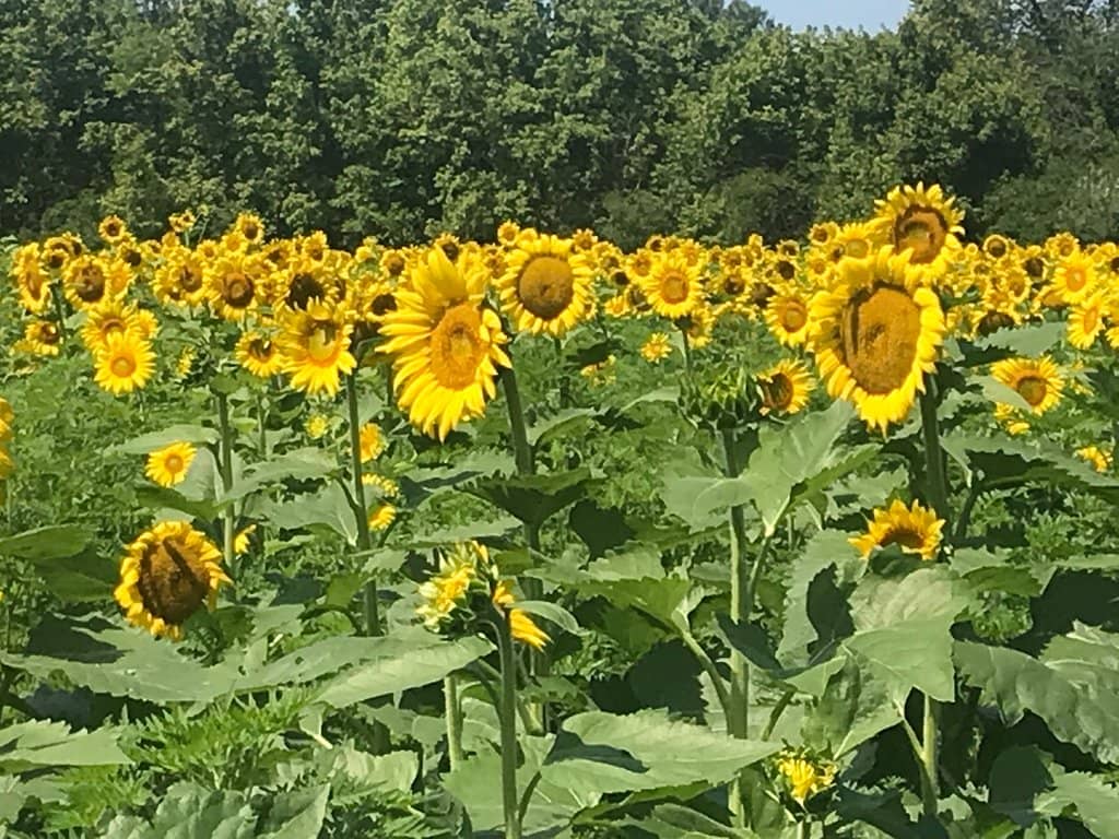 Wildlife Viewing Trails