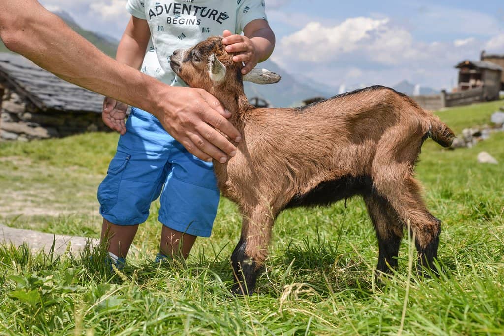 Farm Animals & Orchard