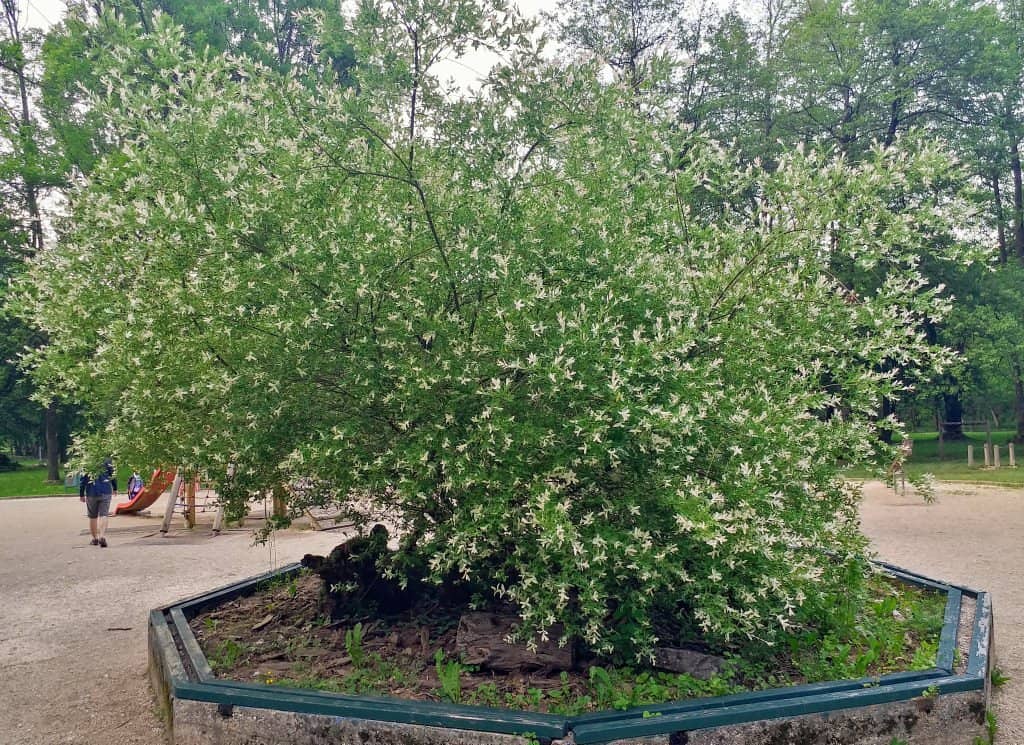 Charming Bridges and Water Features