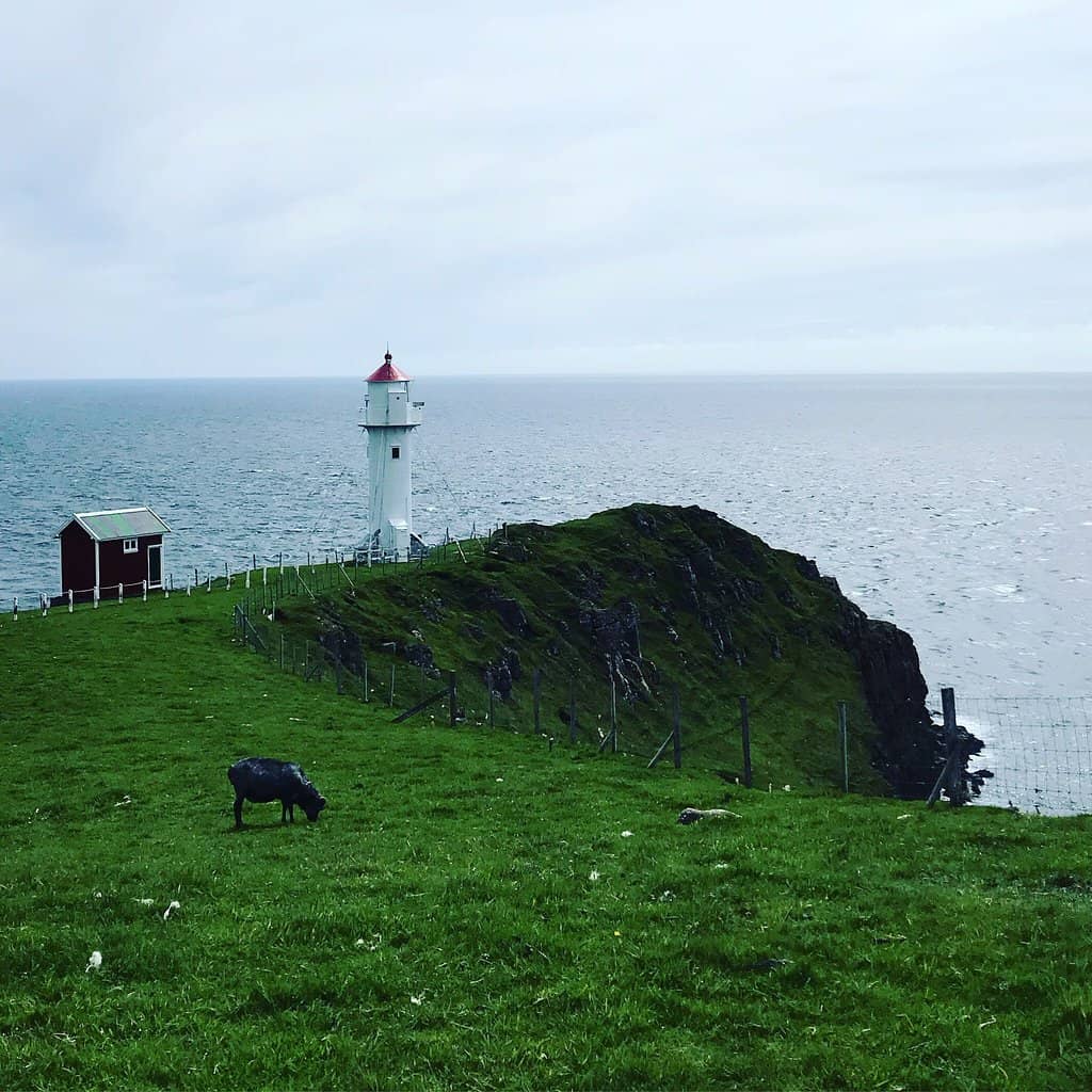 Puffin Spotting