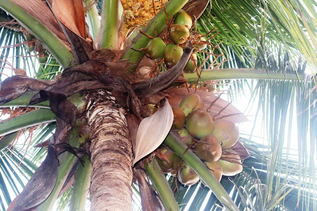 Guided Spice Plantation Tour