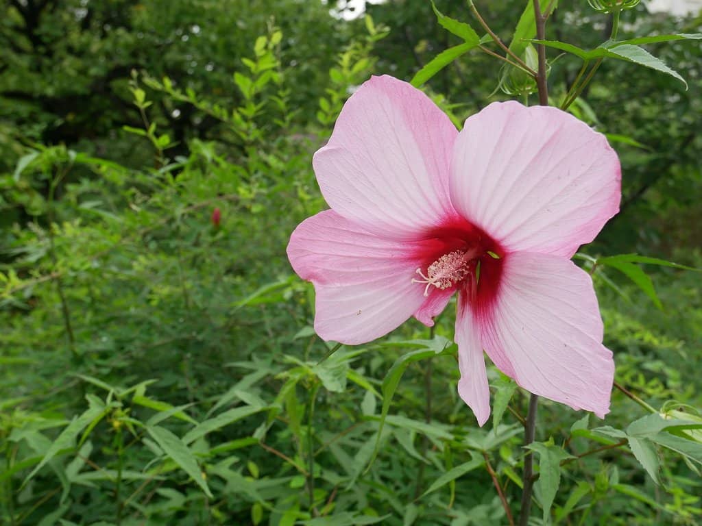 Seasonal Flower Displays