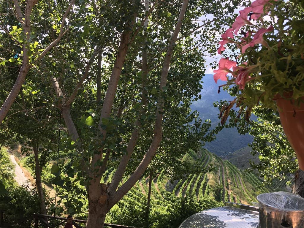 Vineyard Stroll