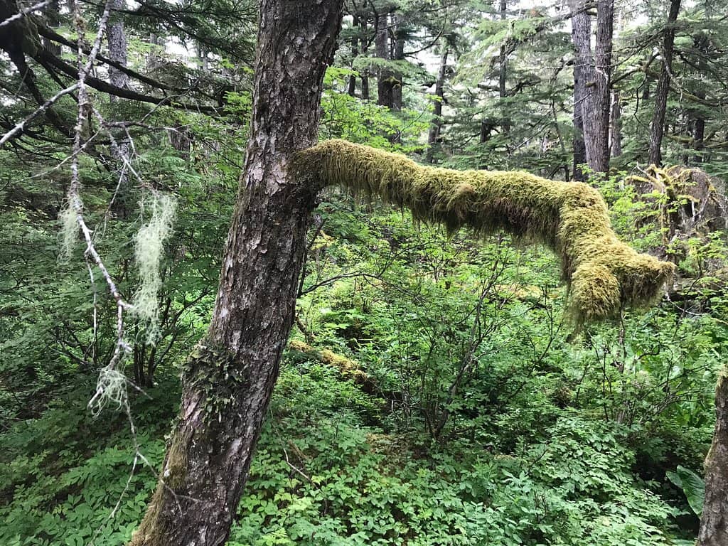 Moose Meadows Hike