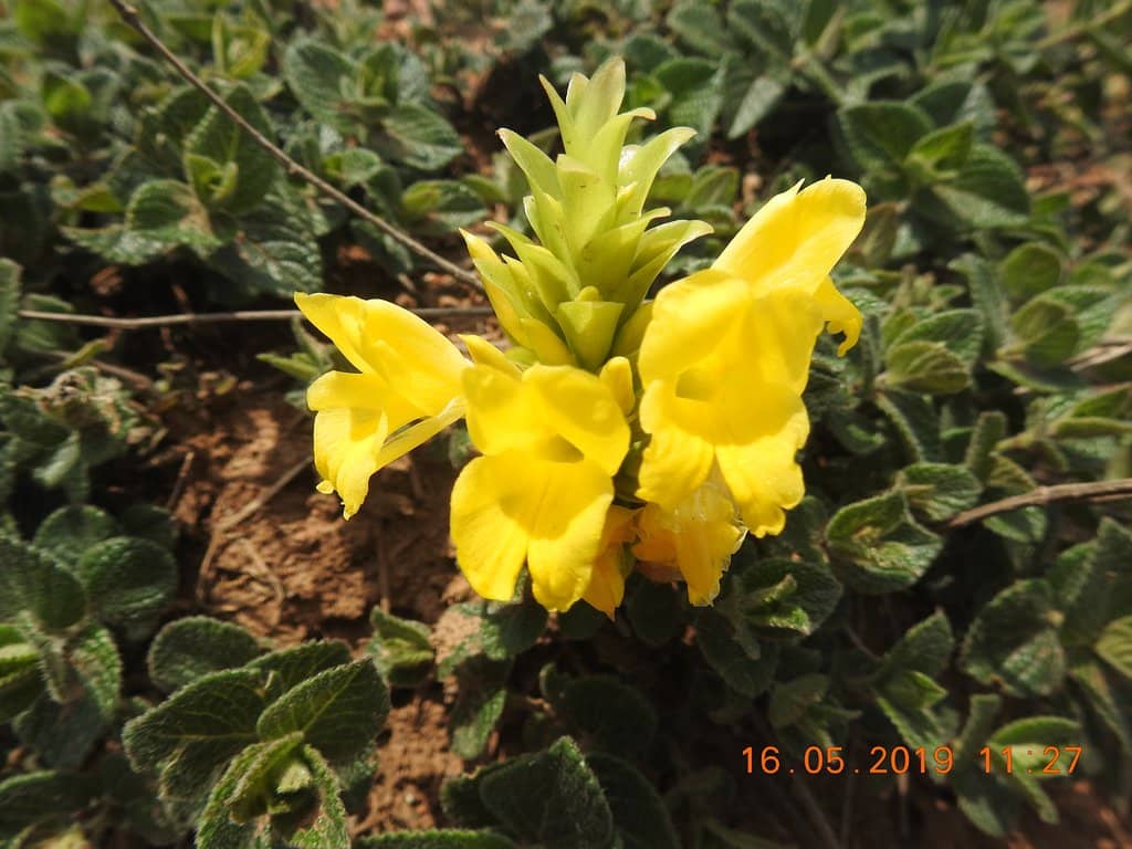 Kumara Parvatha Trek