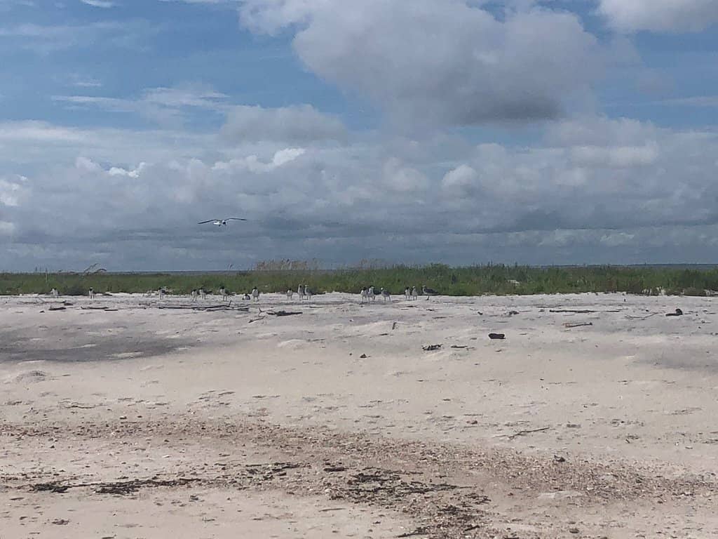 Island Fox Encounters