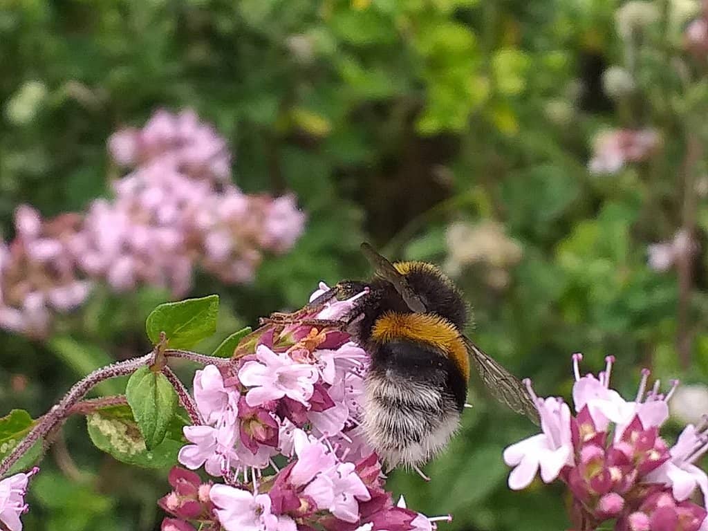 Gardens and Estate Grounds