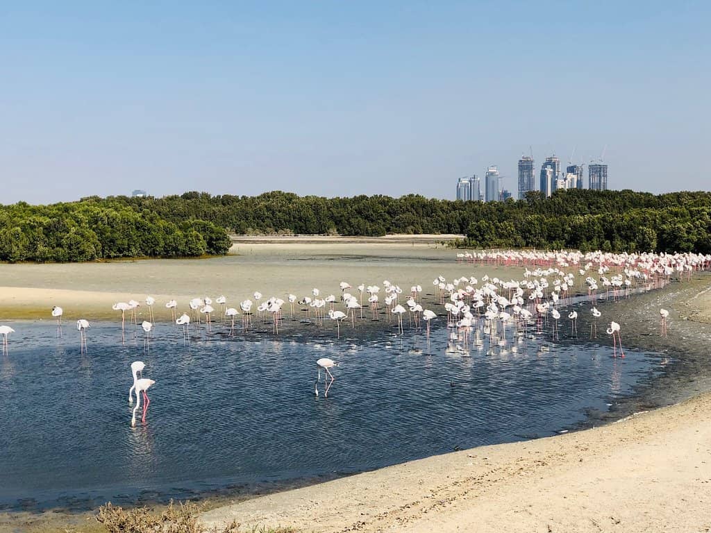 Flamingo Hide