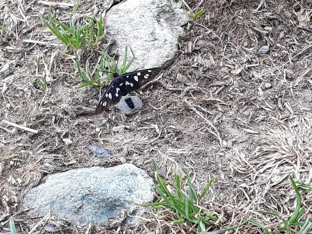 The Five Lakes of Valgoglio