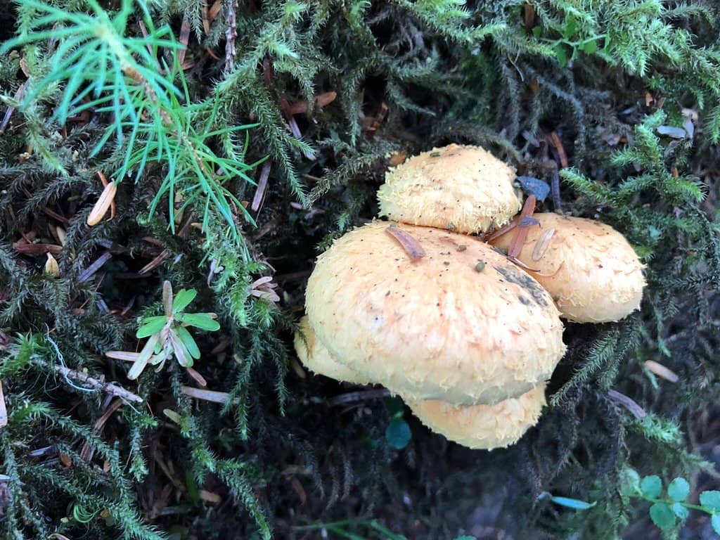Treadwell Mining Town Ruins