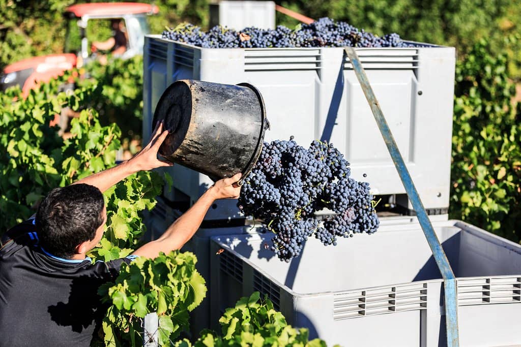 Exceptional White Wines