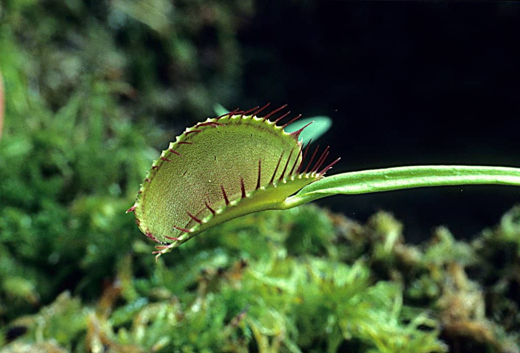 Smith Valley Exploration