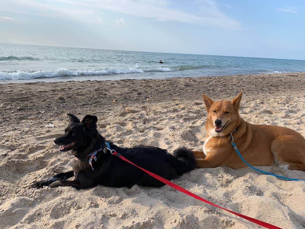 Lake Michigan Beach