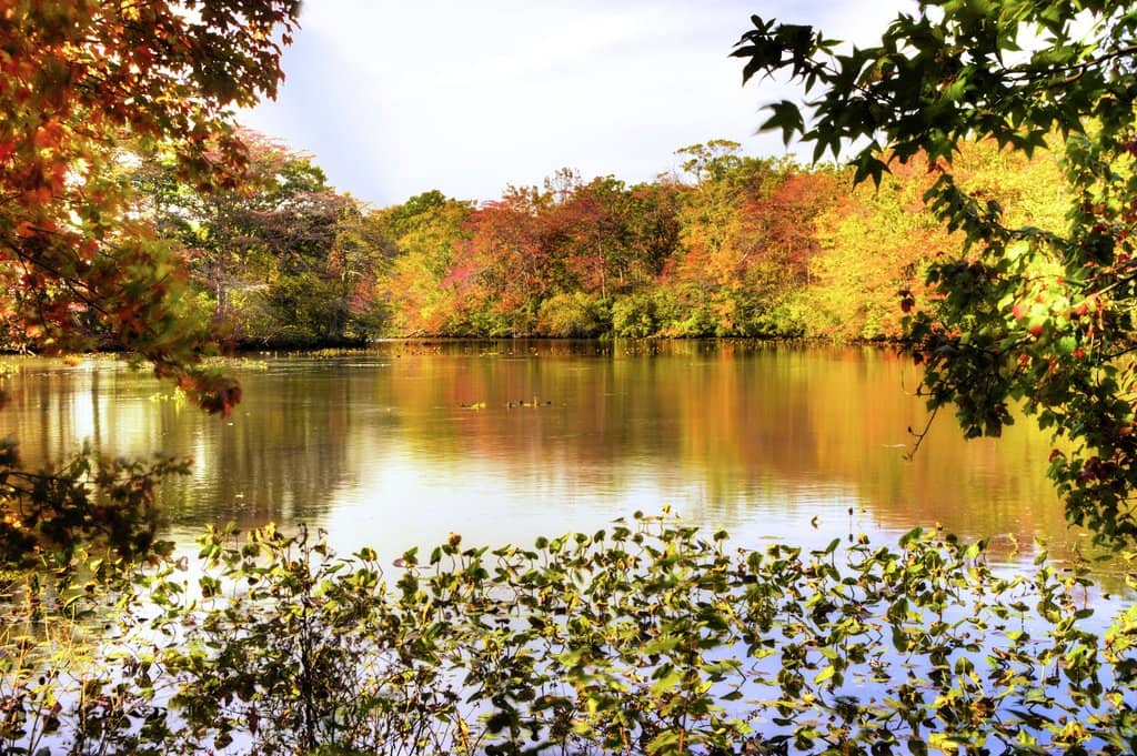 Peaceful Pond Walk