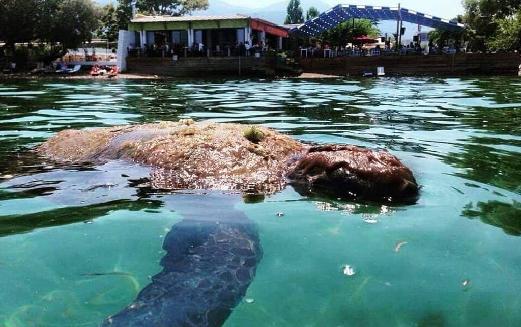 Family-Friendly Atmosphere