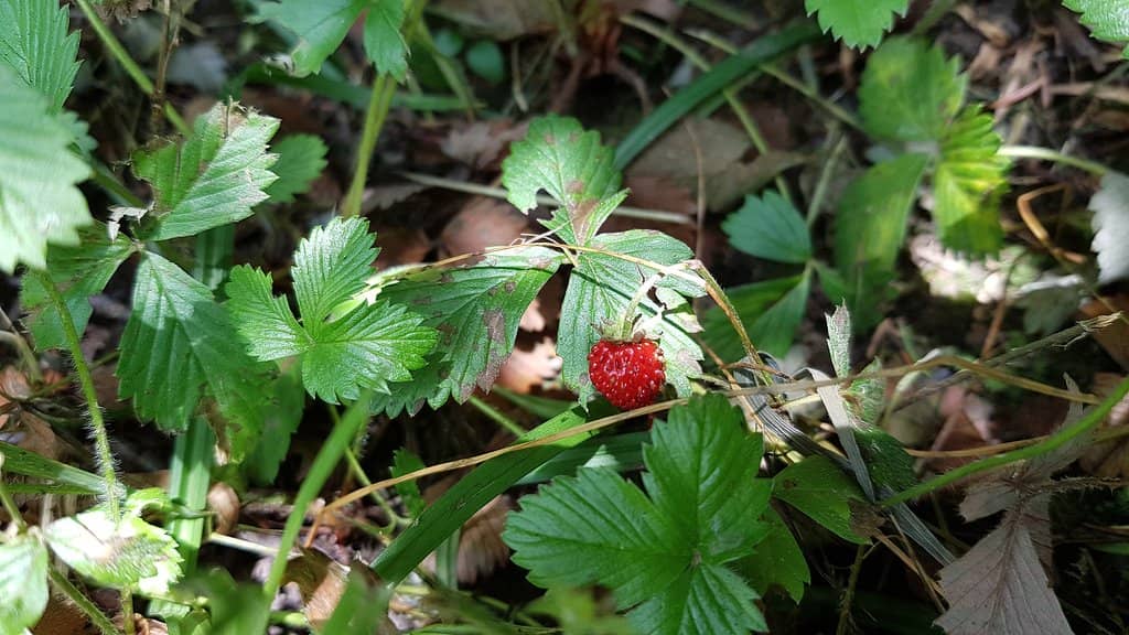 The Source of the River Bosna
