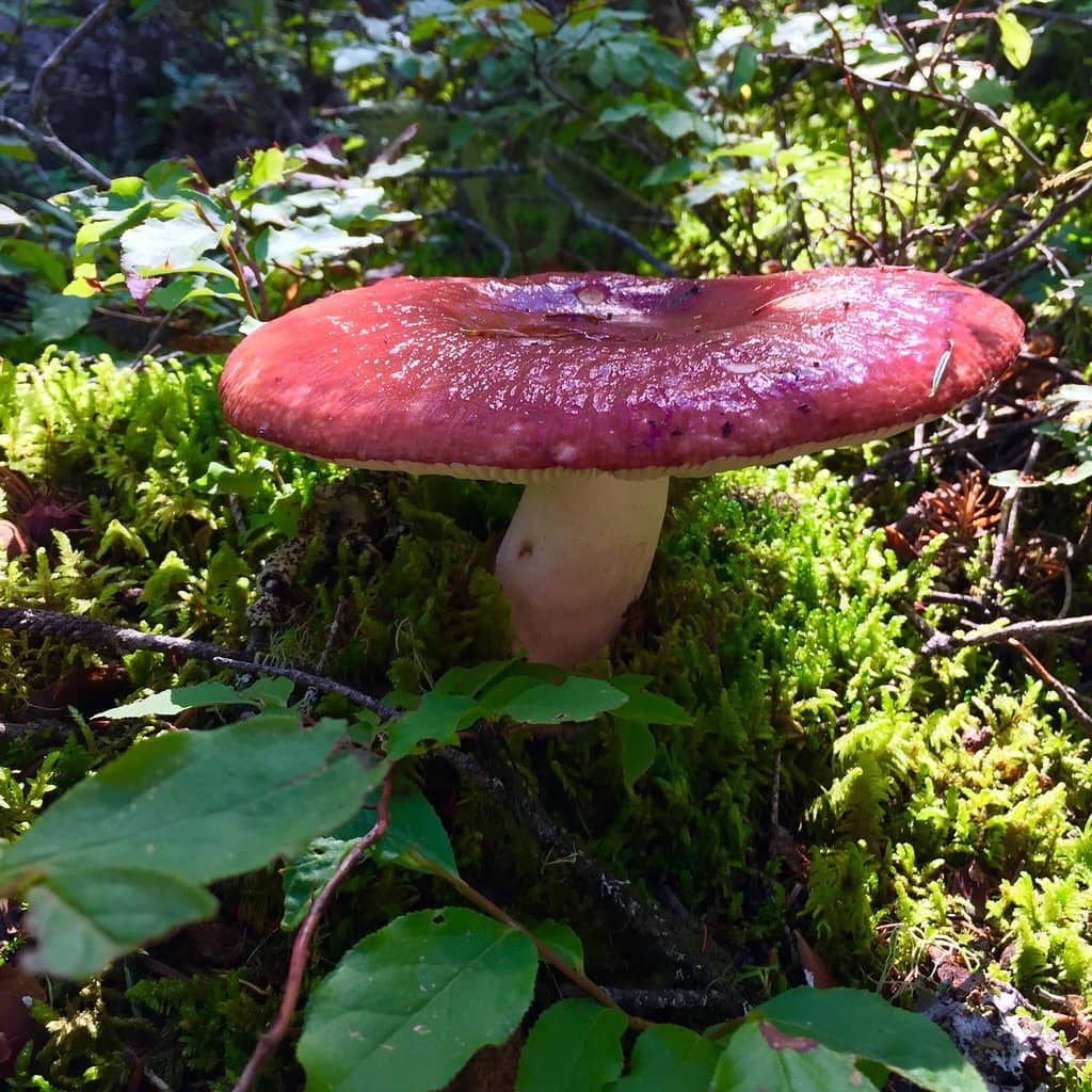 Unique Teapot Sculptures