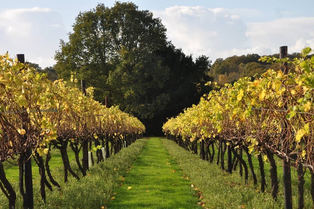 Wine and Cider Tastings