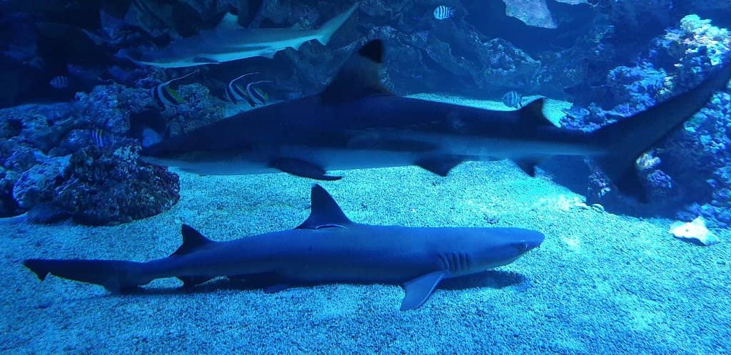Shark Aquarium