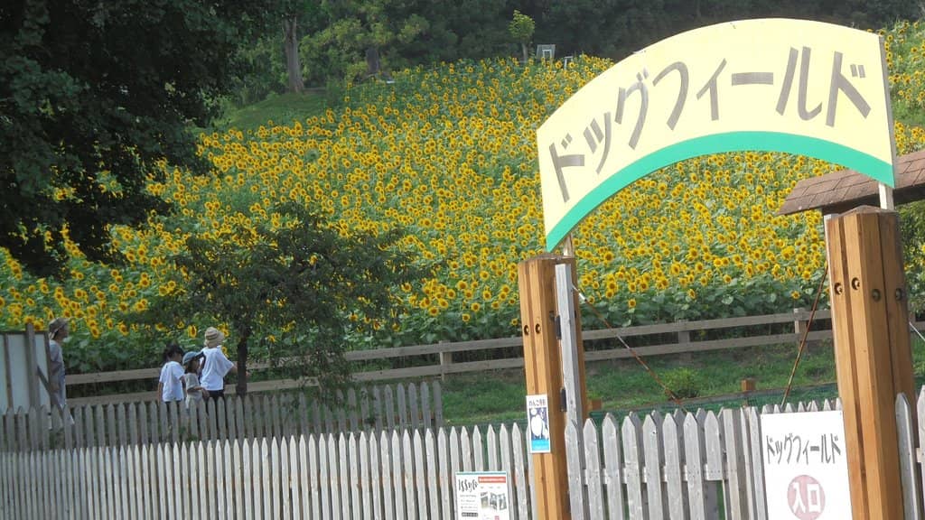 Farm Activities