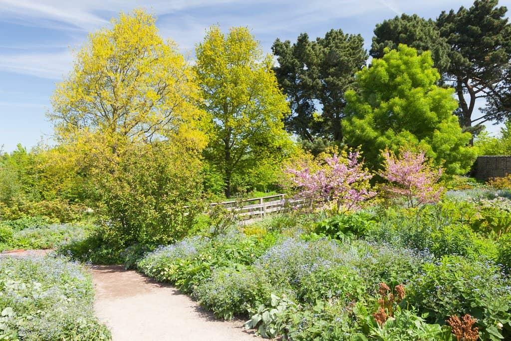 Rose Garden