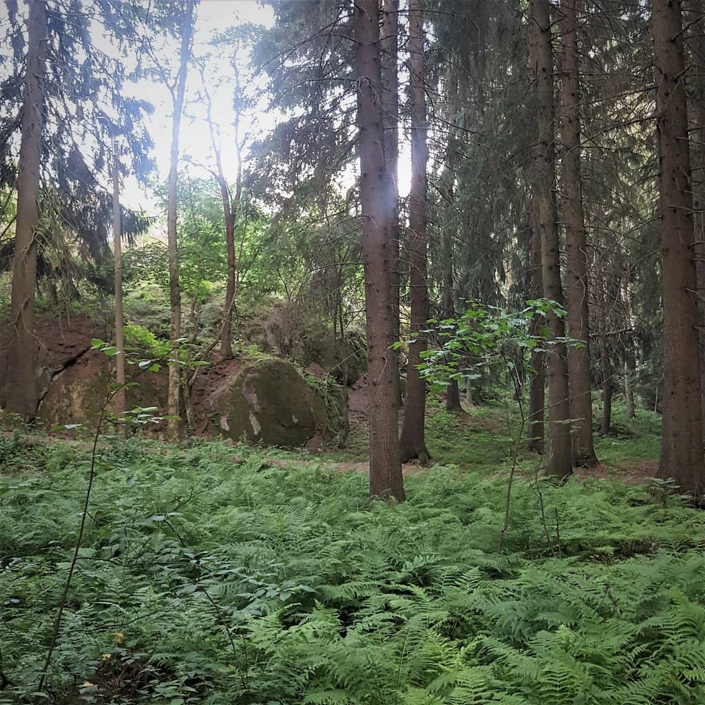 Wildlife Spotting