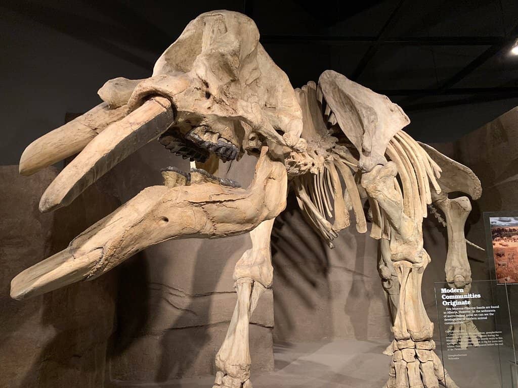 Fossil Research Labs