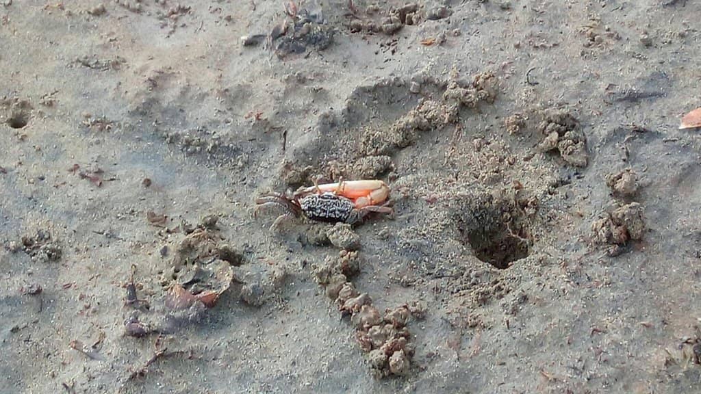 Boat Ride to the Island