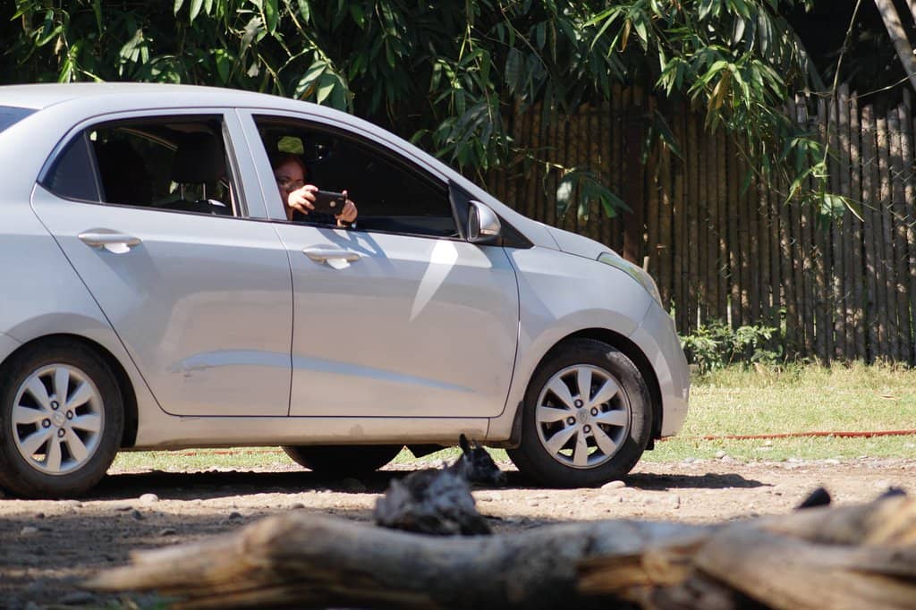 Hippopotamus Pool Drive-Through
