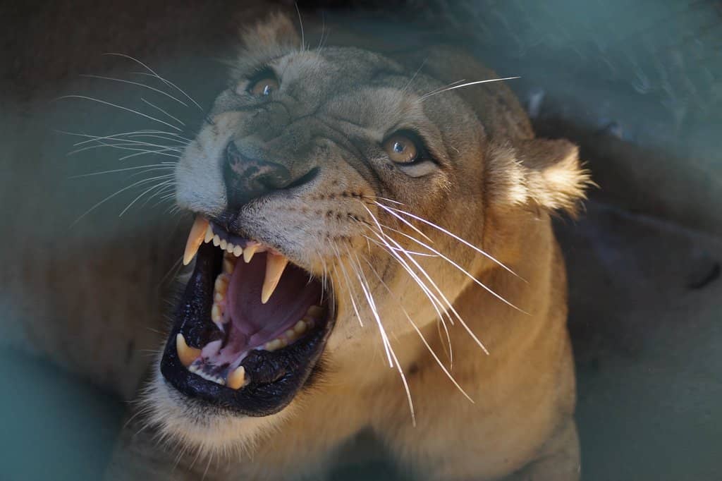 The Liger