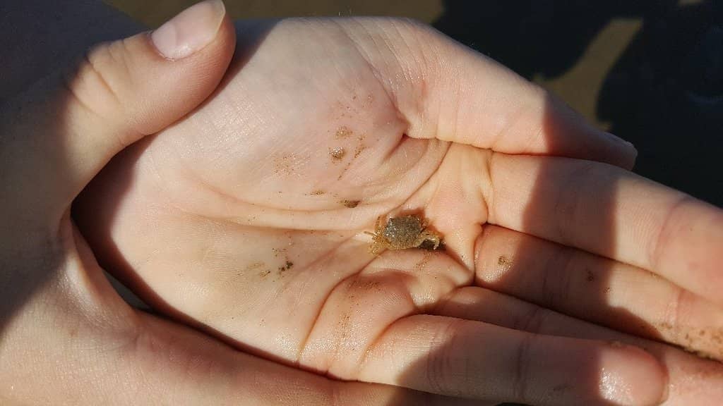 The Intertidal Walk