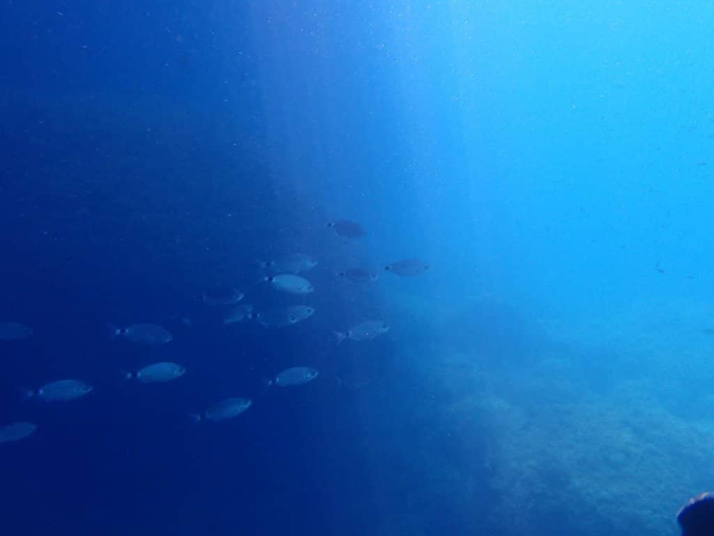 Mediterranean Marine Life