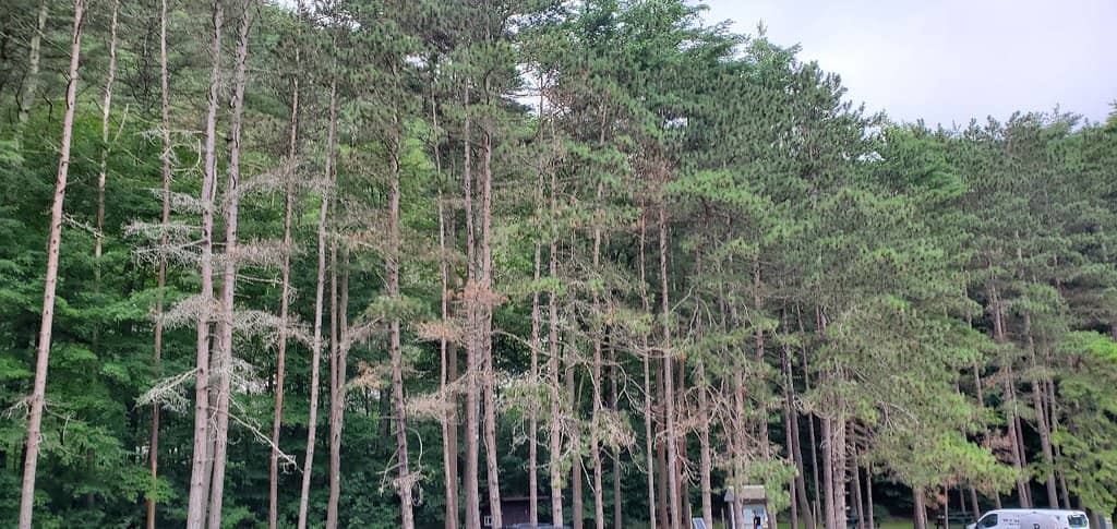 Vertical photo