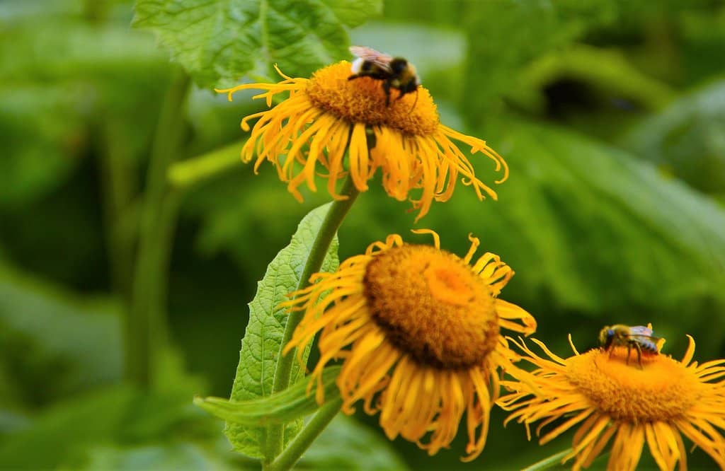 Tranquil Pond and Forest Sounds