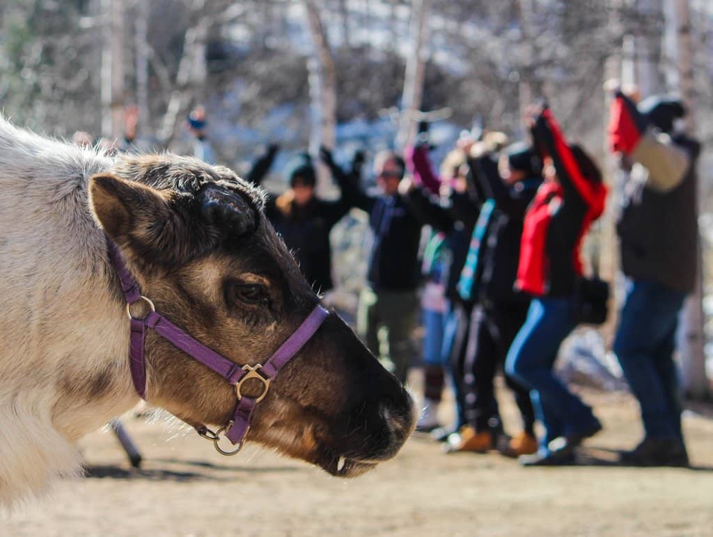 Guided Reindeer Walk