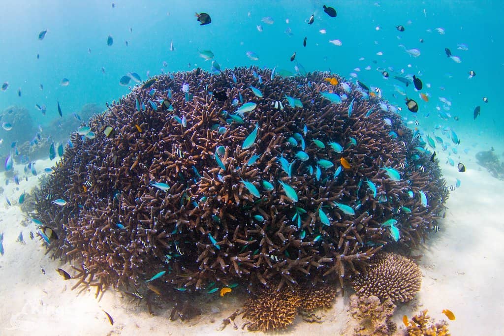 Manta Ray Encounters