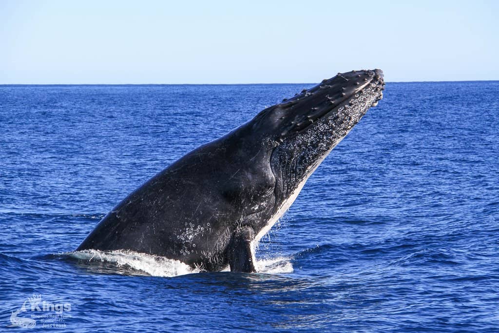 Turquoise Bay's Drift