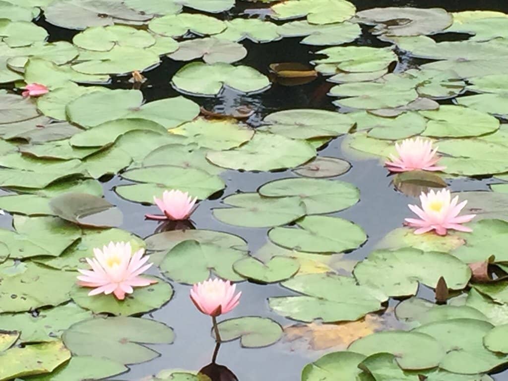 Dual-Zone Playground