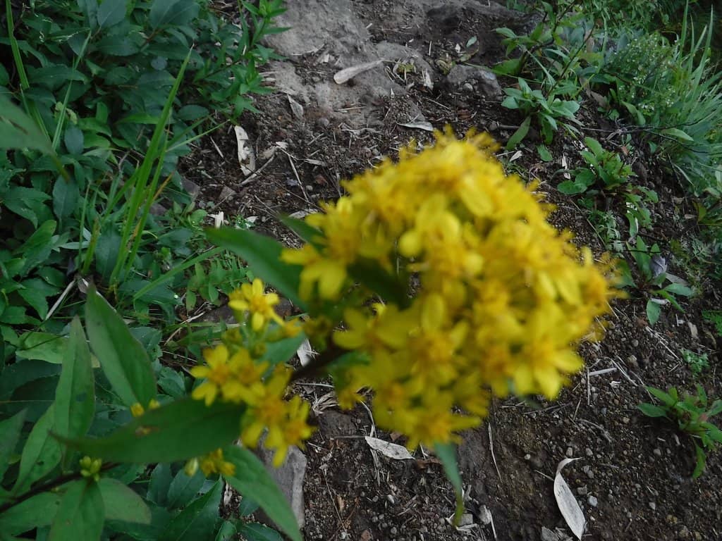 Botanical Garden Trails