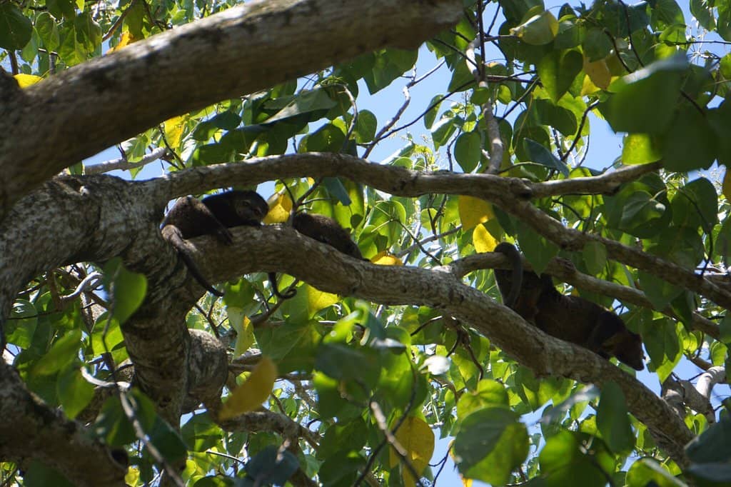 Sulawesi Pitta