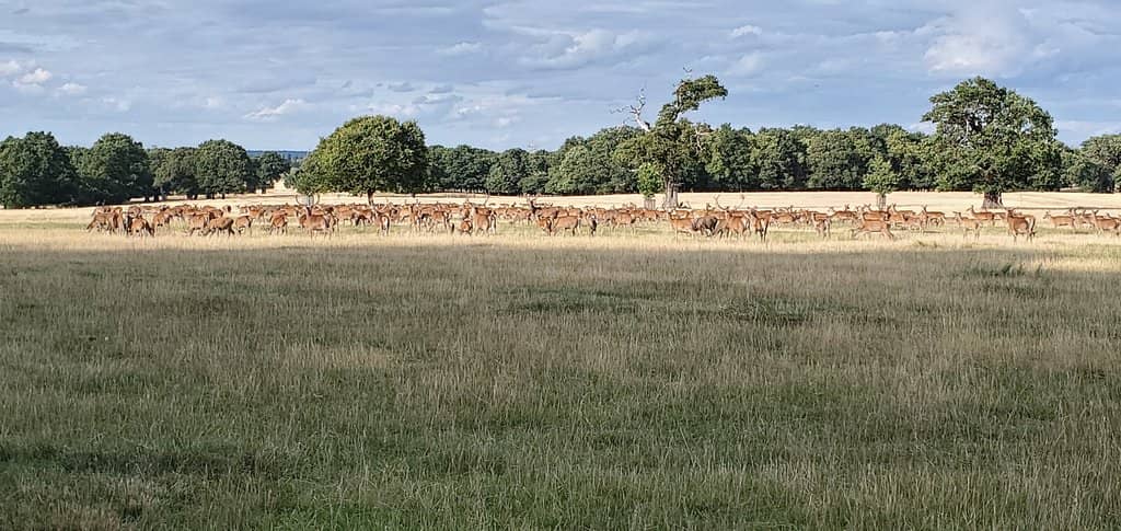 Totem Pole & Obelisk