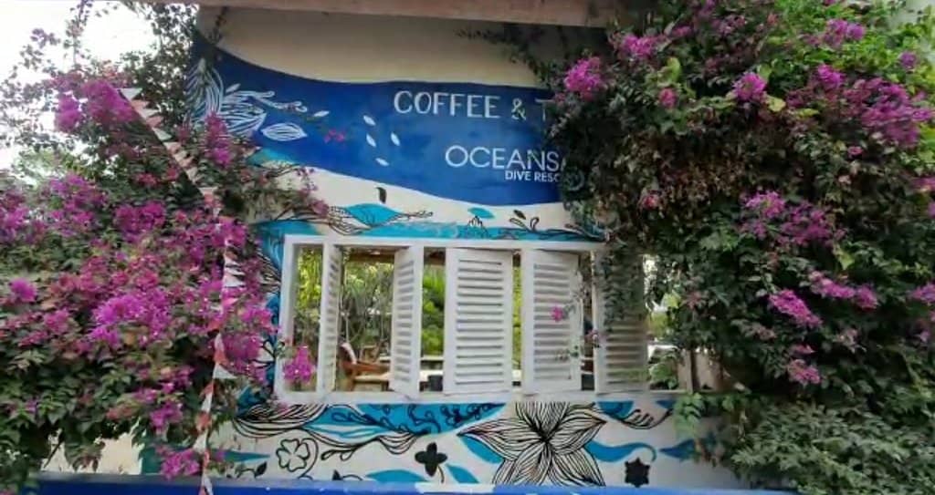 Snorkel with Turtles