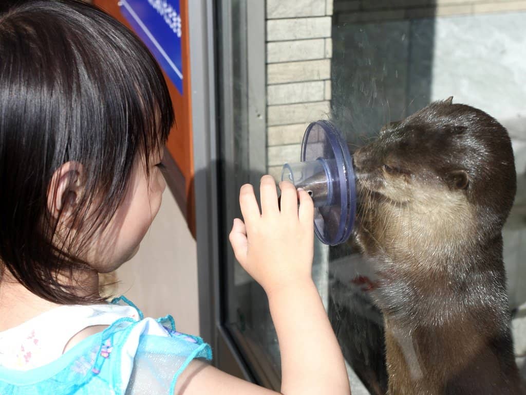 Underwater Viewing Deck