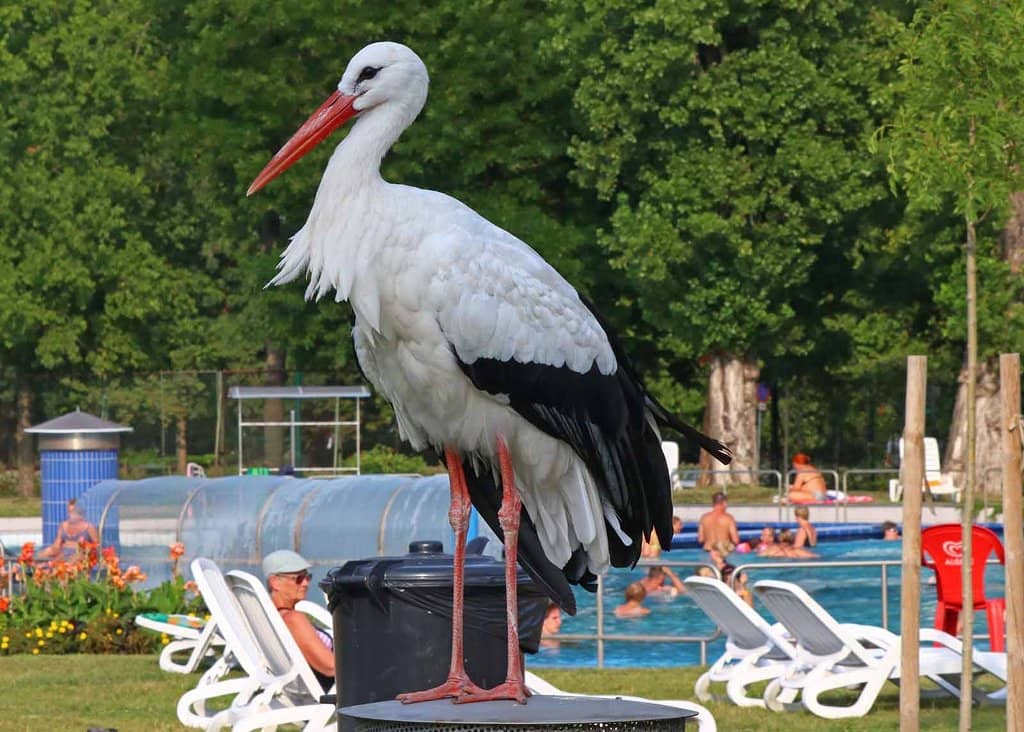 Thermal Pools