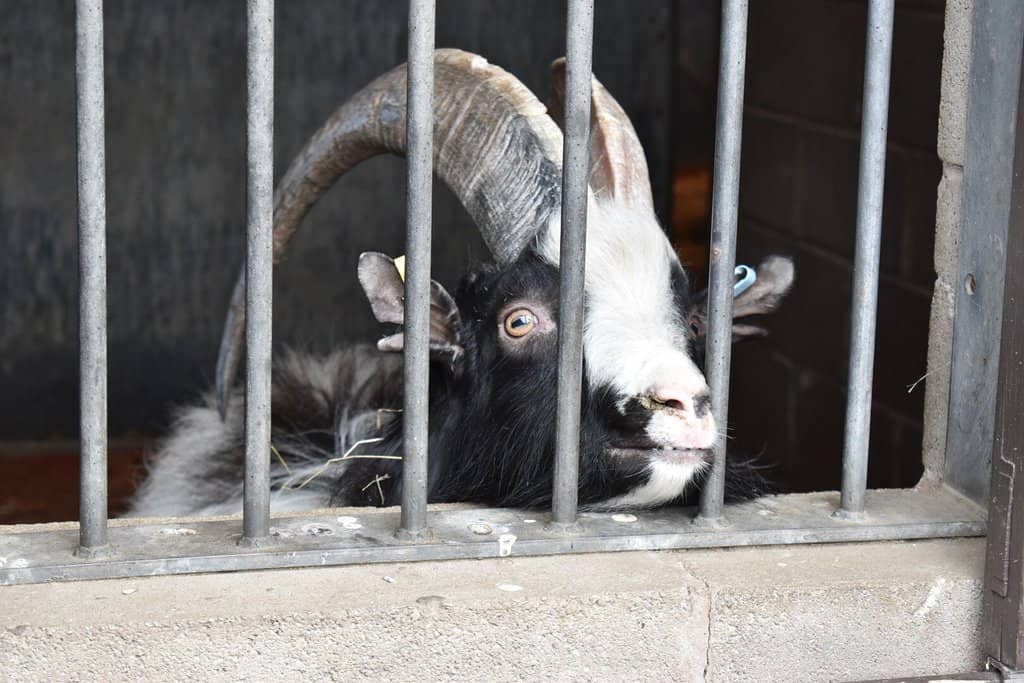 Swan Pool & Birdwatching