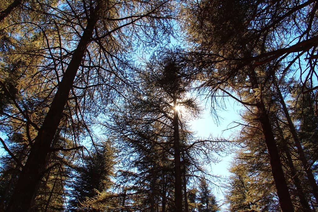 Vertical photo